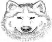 Printable realistic wolf face  coloring pages